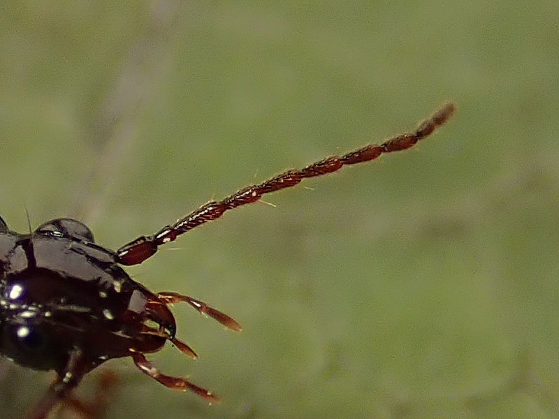 Carabidae da identificare: Patrobus atrorufus